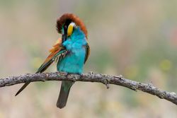 Bird standing on tree branch