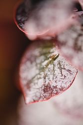 Colorful leaf in blurred background growing in garden