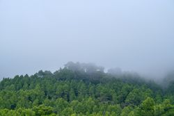 Green forest on foggy morning in mountains
