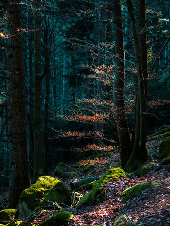 Bright autumn colors in the Vosges mountains. Alsace.