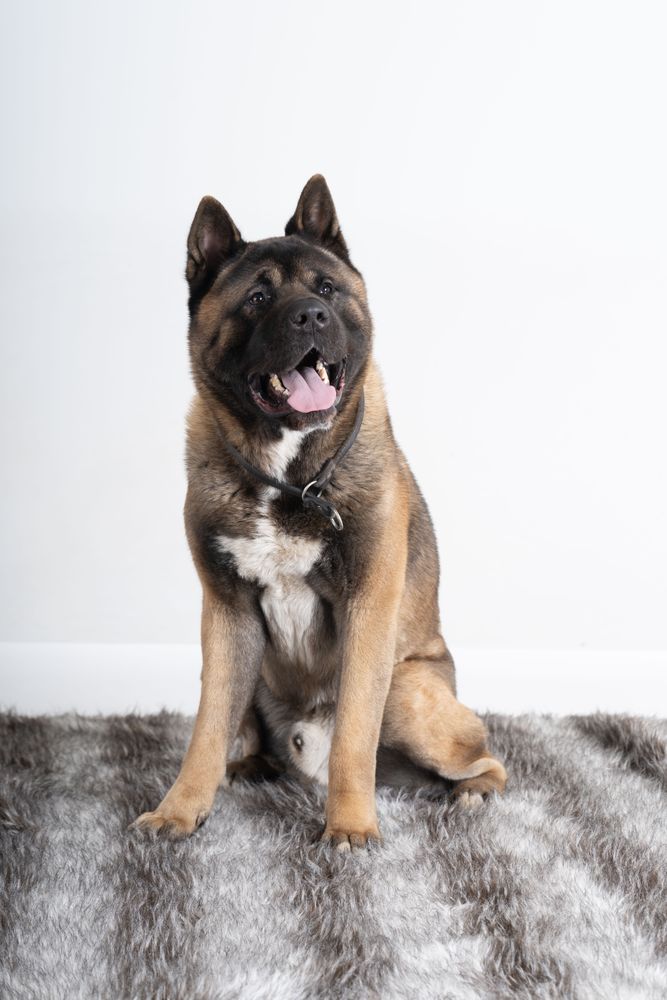 Portrait of akita dog on rug
