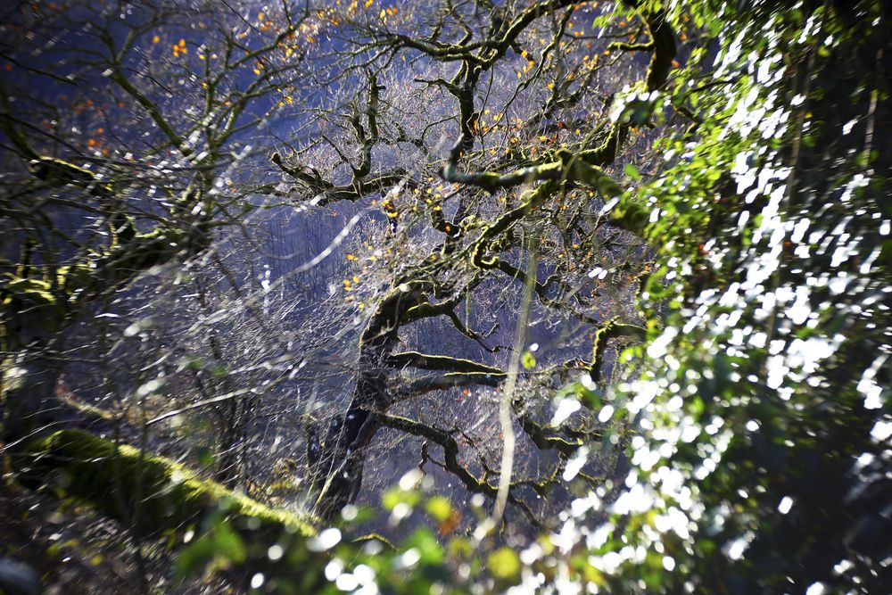 Green branches covered with moss
