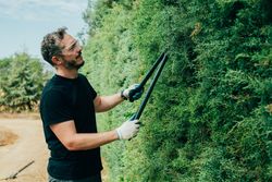 Man pruning arizonica hedge