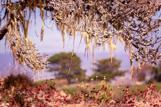 Looking through tree with beach in the background