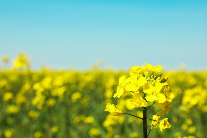 Rapeseed field against blue skies, closeup and space for text. Beautiful spring bloom