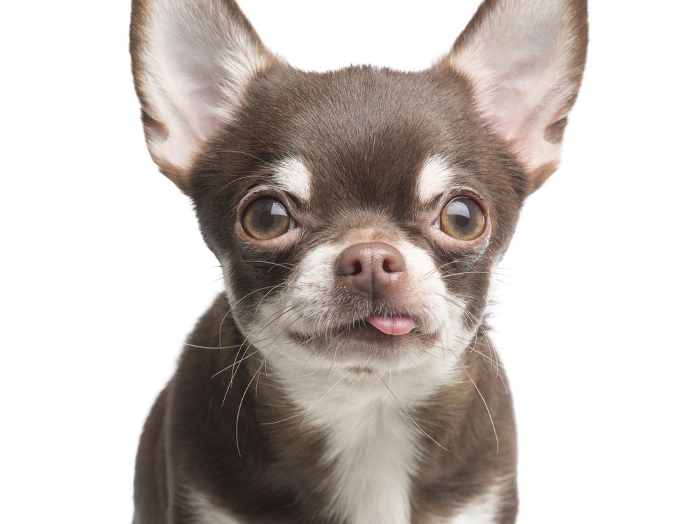 Portrait of a funny chihuahua dog with its tongue sticking out