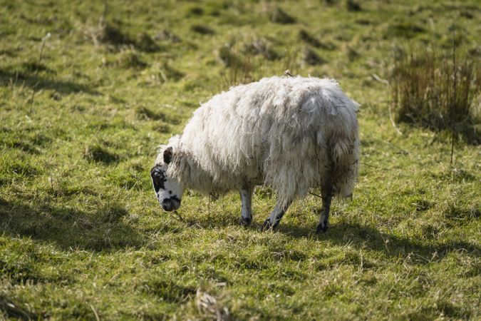 sheep on green spring field