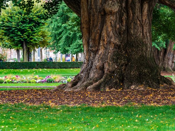 Autumn colors in the city of Strasbourg. Yellow, red, orange