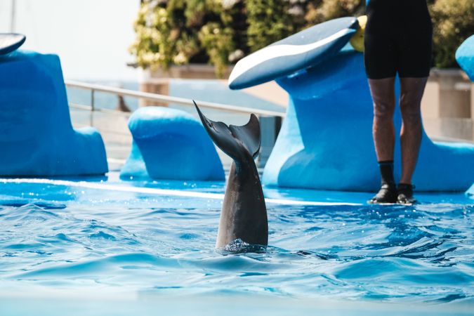 Big dolphin swimming in blue water