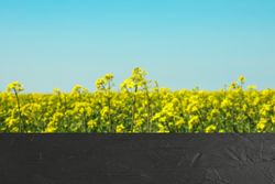 table against rapeseed field. Mock up. Space for text