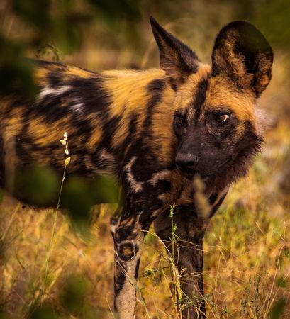 African wild dog in close-up
