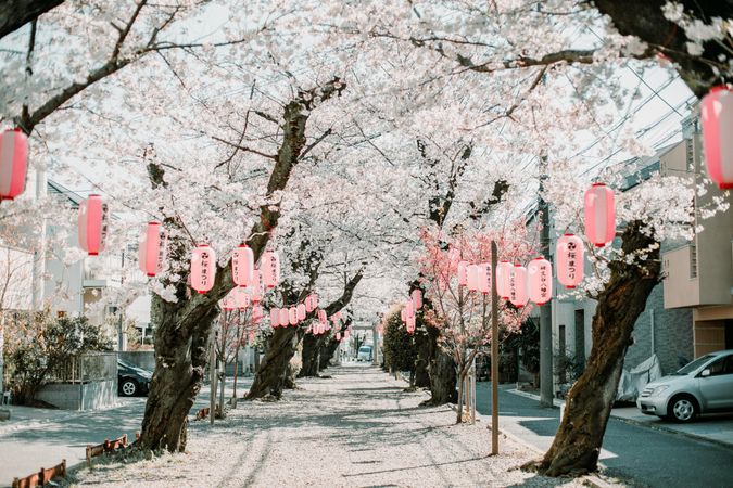Pathway surrounded by cherry blossom trees decorated with red lanterns