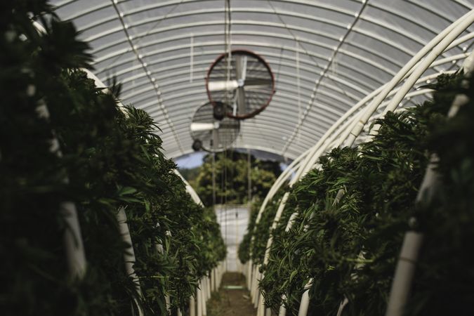 Fans overhead at a cannabis green house