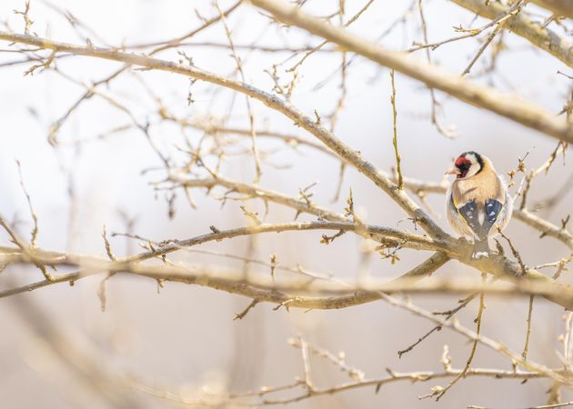 European goldfinch on bare tree branch