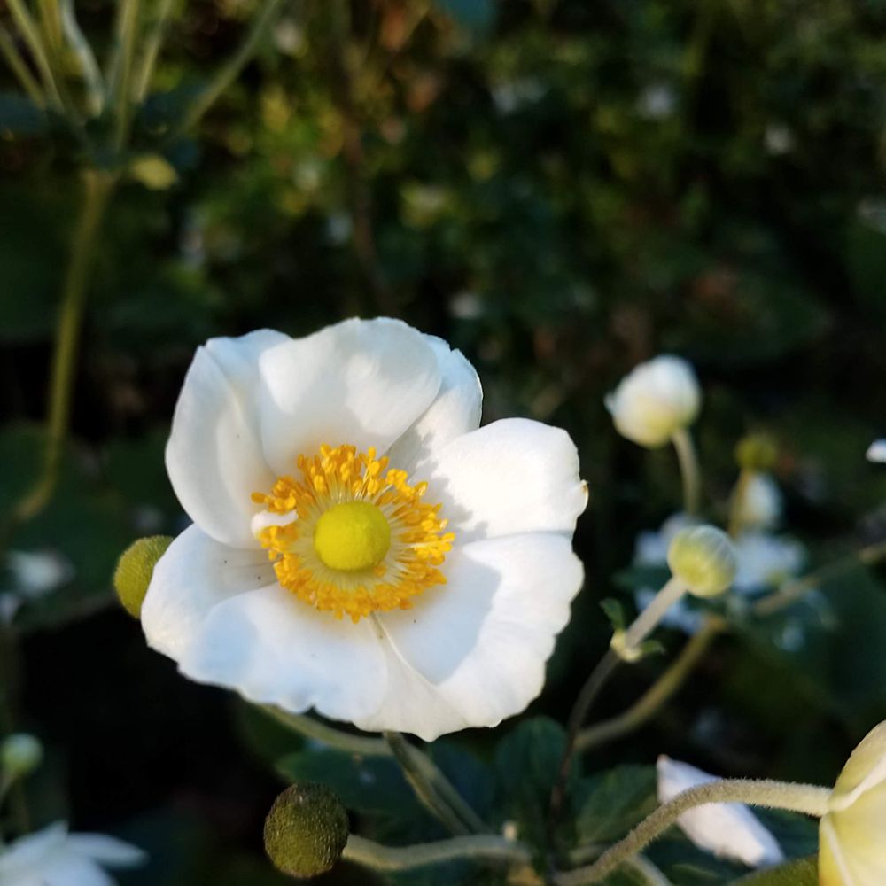 Anemone flower growing in a garden