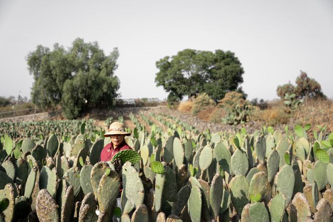 An adult woman is harvesting nopal tunas with the hands wearing a hat. Close up