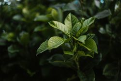 Leaves of green plant in garden