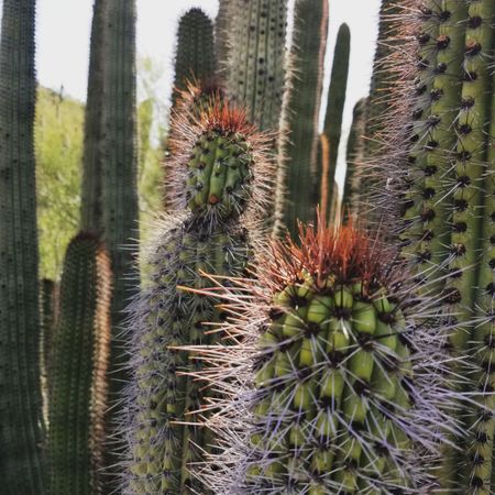 Organ pipe cactus, square crop
