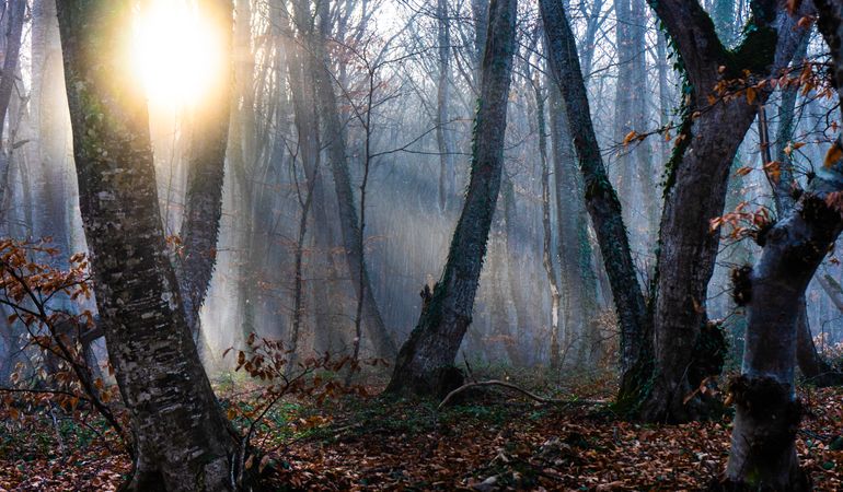 Misty autumnal  forest with sunbean