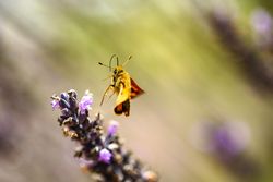 Orange butterfly leaving a purple plant