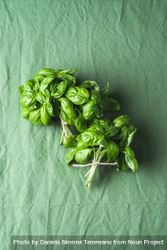 Aromatic basil bunch on a green background 48ZEY0