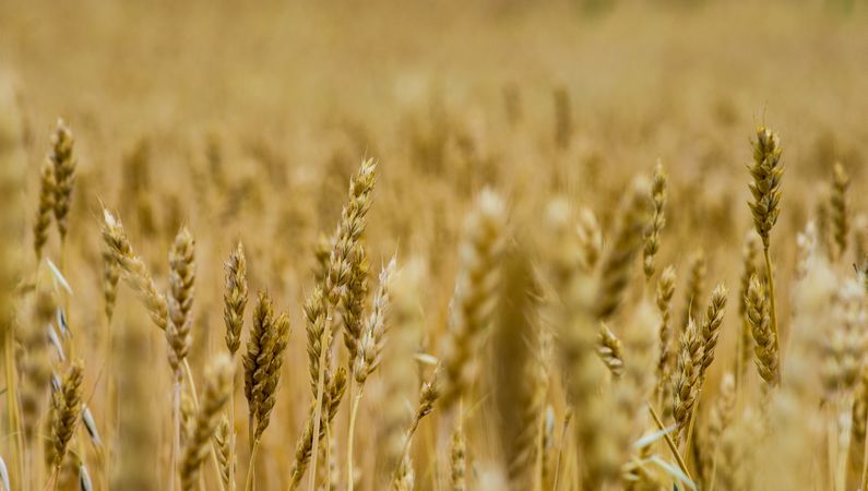 Close up of wheat ears in a field