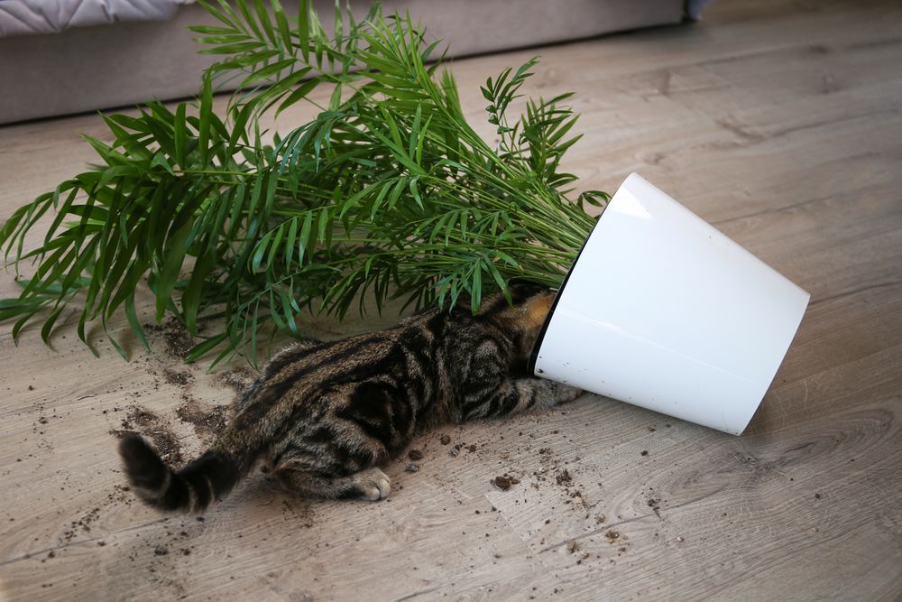The cat overturned a pot with a flower on the floor.