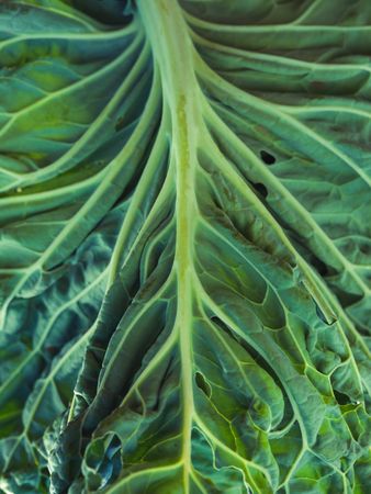 Green leaf of plant with uneven surface