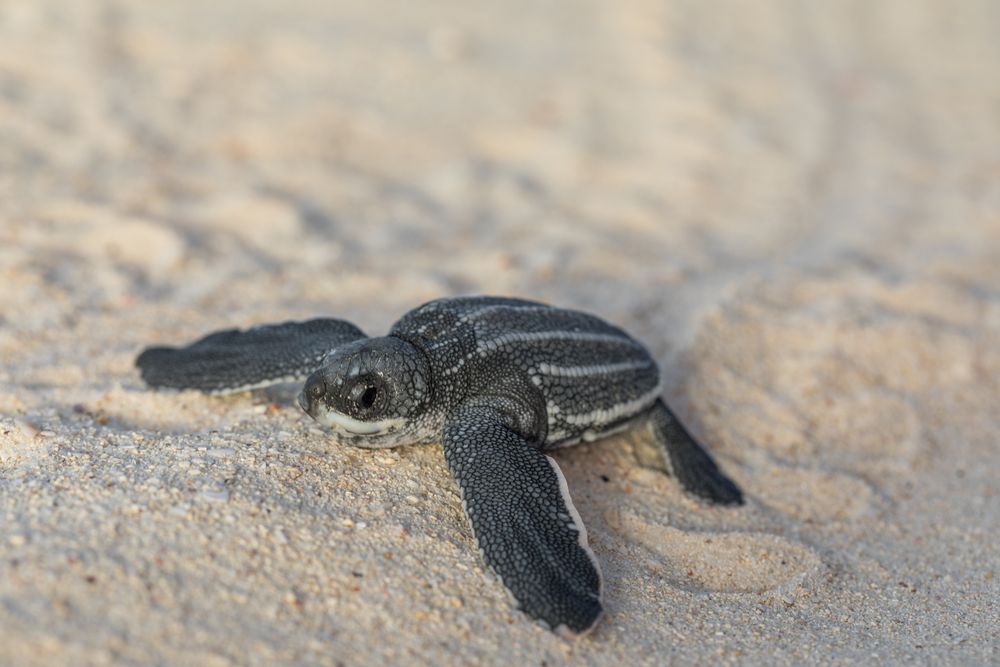 Baby turtle crawling on sand to water
