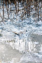 Salt crystals on lake shore and growing bushes