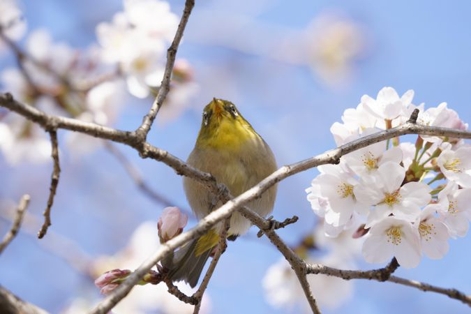 Shot looking up at yellow bird in cherry blossom tree