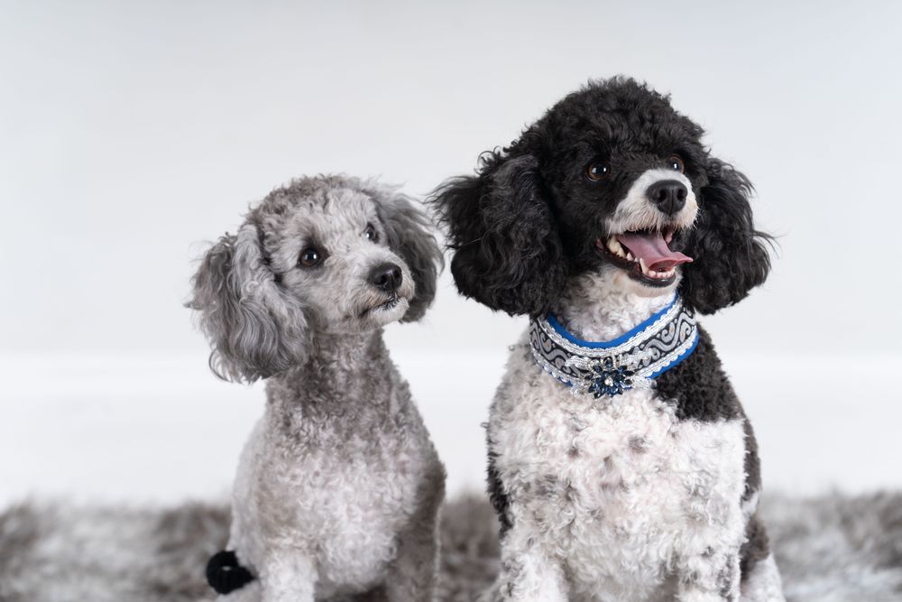 Portrait of two cute king poodles on rug