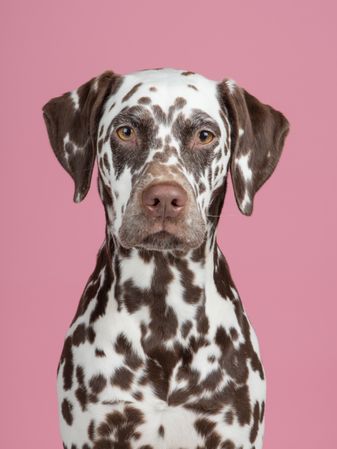 Portrait of a brown potted dalmatian dog facing the camera at a pink background