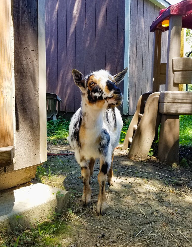 Small goat outdoor