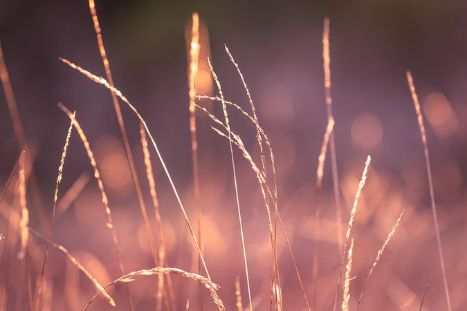 Close up of long grass and plants in the fall