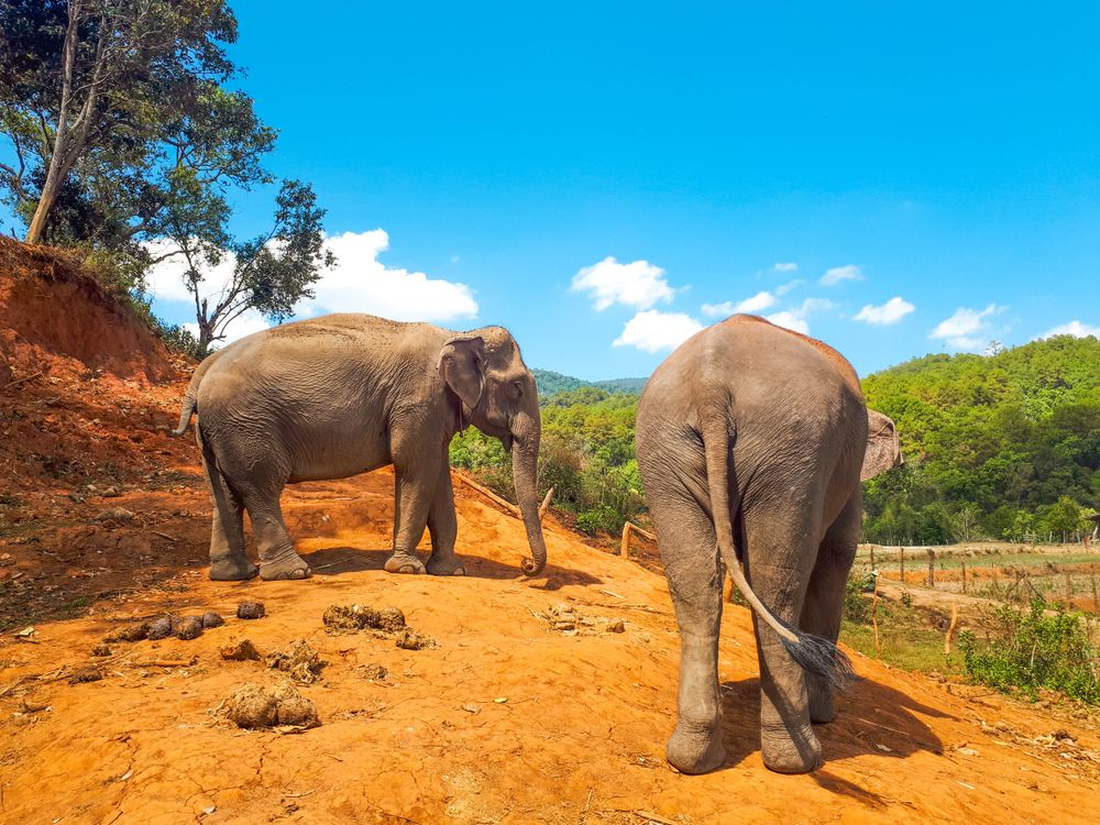 Two elephants in the wild