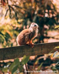 Squirrel monkey on wooden fence 0PWllb