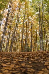 Big wood with moss amid beautiful autumn forest