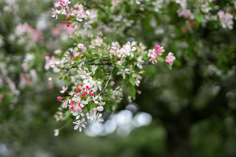 Pink cherry blossom flowers in bloom