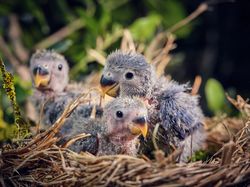 Adorable mom lovebird and nestlings sitting in nest on tree