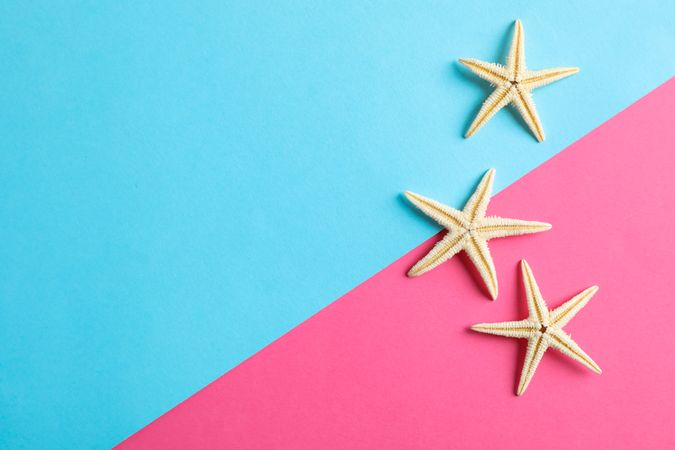 Starfishes on two tone background, space for text. Summer backdrop