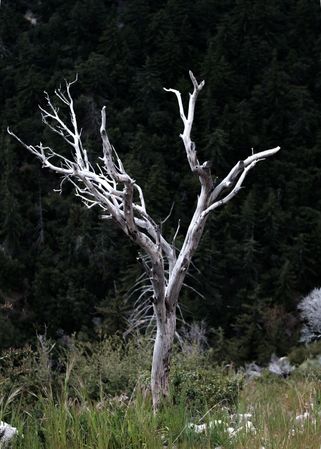 Burned Tree