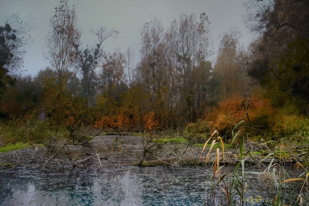 Marshy pond surrounded by trees