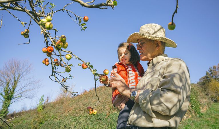 Older man holding little girl picking apples from tree