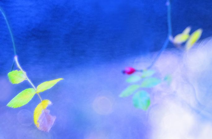 Tender dry leaves in blue light effect