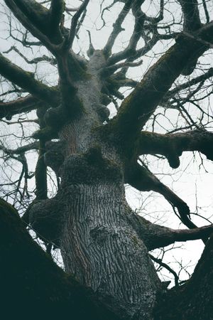 Big old tree covered by moss