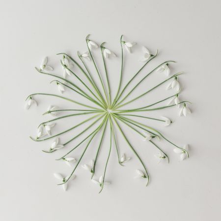 Circle of snowdrop flowers on bright background