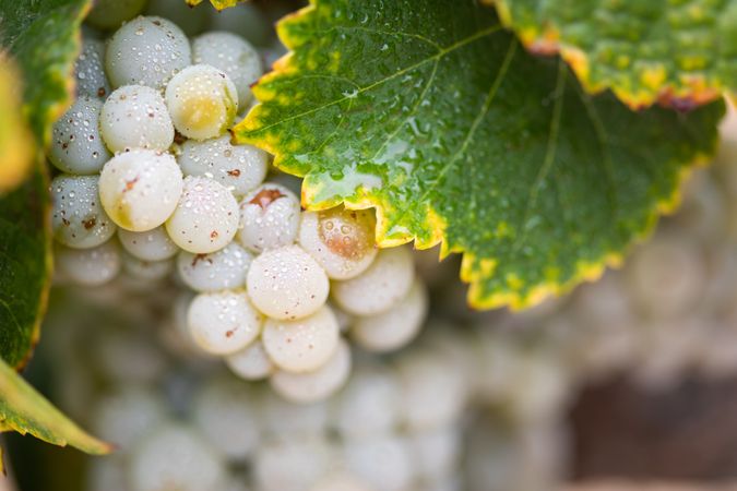 Vineyard with Lush, Ripe Wine Grapes on the Vine Ready for Harvest