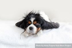 Cavalier spaniel lying on its belly on bed 0y7E14