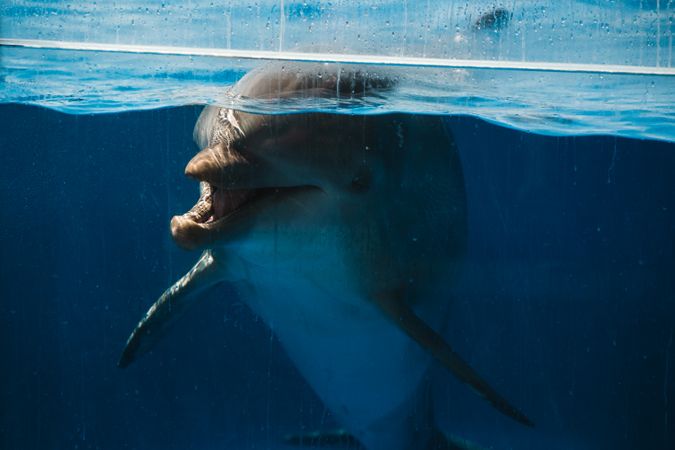 Gray dolphin underwater in pool